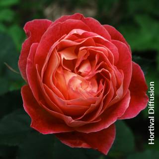 ©SUNFLOR - Primavera